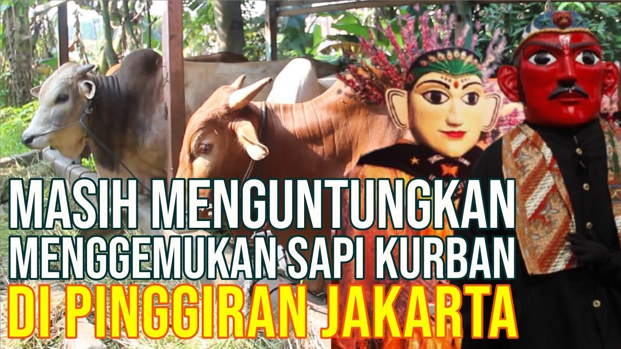Prospek Bisnis Sapi Qurban Masih Menguntungkan Dijual Di Pinggiran Jakarta.jpg